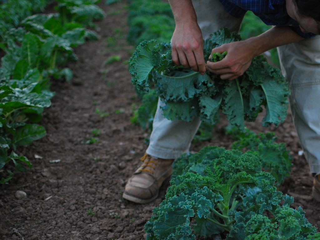 Silver Leaf Farms