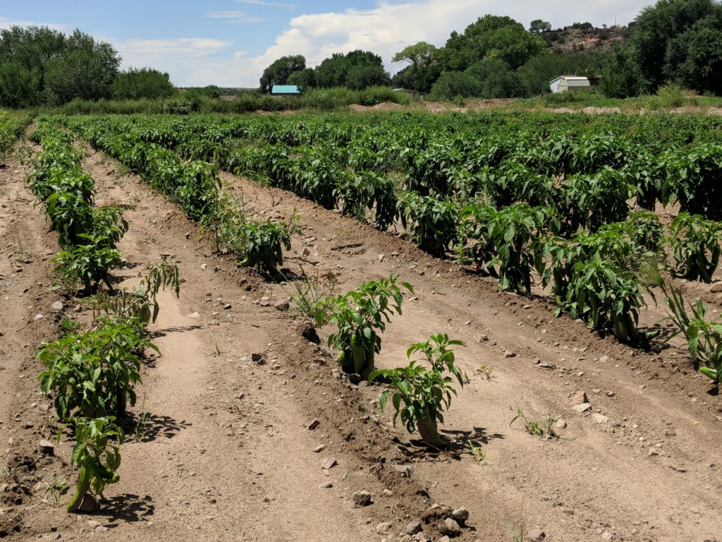 Rey Romero Farms of La Cienega